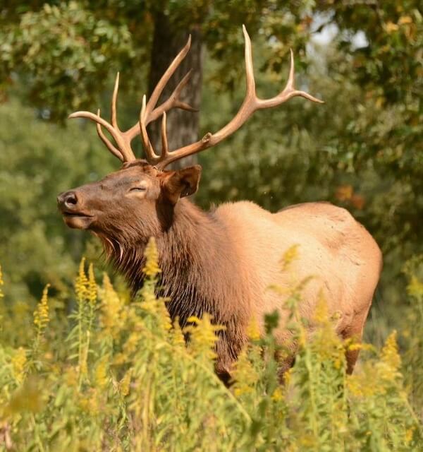 Need a Change of Scenery? Try These Summer Weekend Trips From Nashville - 14 A large elk with prominent antlers stands among tall yellow wildflowers and green foliage, eyes closed, in a sunlit outdoor setting—perfect scenery for relaxing Nashville weekend getaways or summer weekend trips.