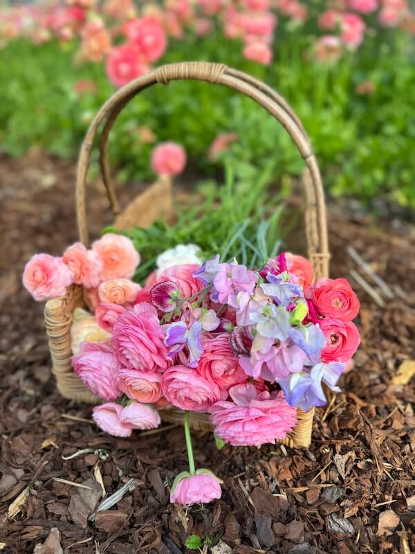 Meet the Nashville Grower Behind Bloom & Bounty - 3 A wicker basket filled with assorted pink and purple flowers sits on mulch.