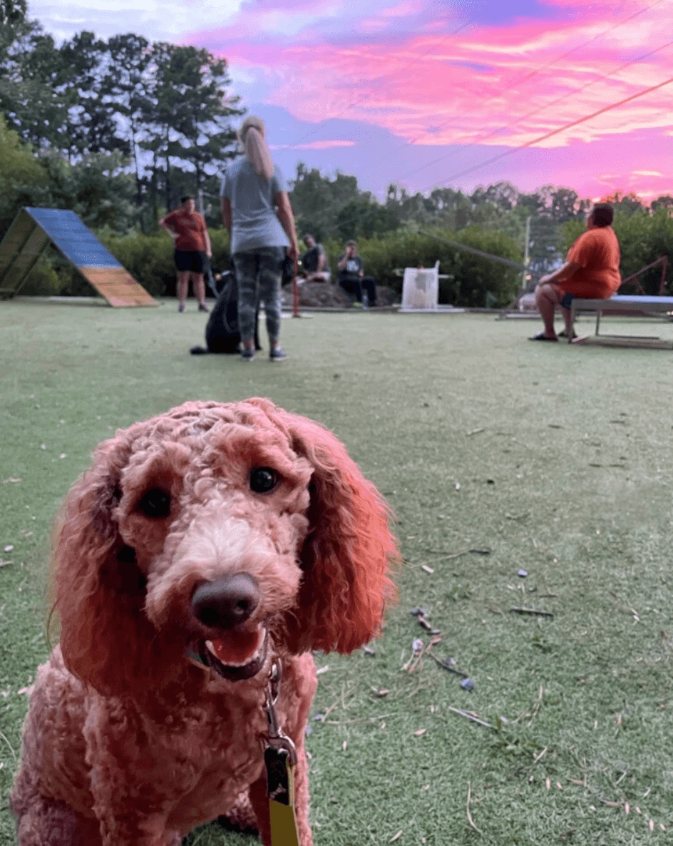 Your Updated Guide to Birmingham Dog Parks - 4 A curly-haired dog sits on grass in the foreground at one of the BHAM Dog Parks, with people and other dogs enjoying the vibrant sunset sky in the background.