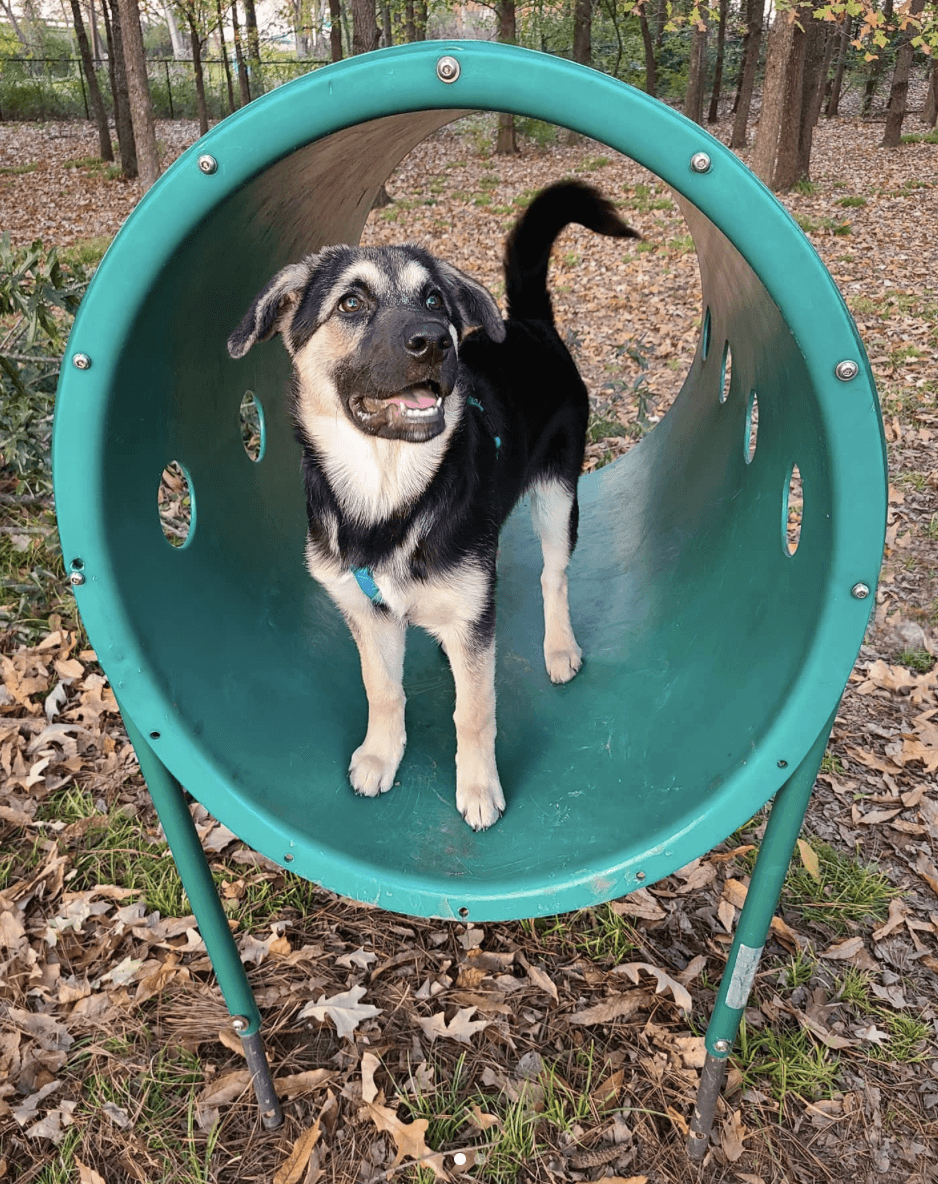 Your Updated Guide to Birmingham Dog Parks - 5 A black and tan dog stands inside a green tunnel at a park, surrounded by fallen leaves and trees—one of the many playful scenes you’ll find at BHAM Dog Parks.