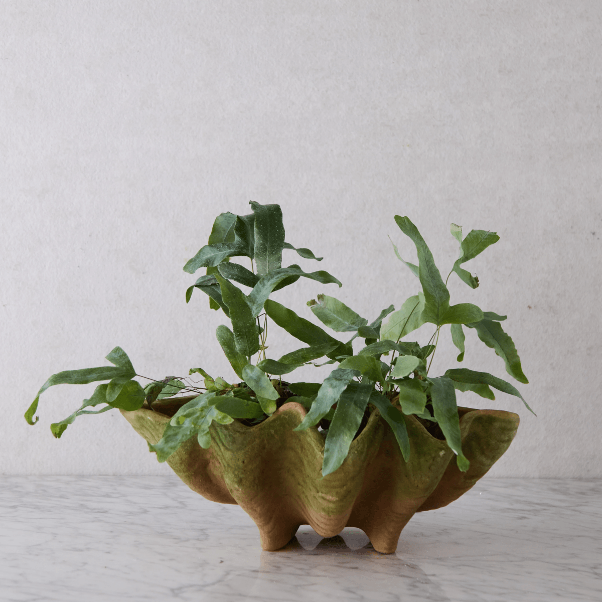 A green potted plant with wavy leaves grows in a clam-shaped ceramic planter on a marble surface—one of our favorite May FINDS from Nashville—against a plain light-colored wall.
