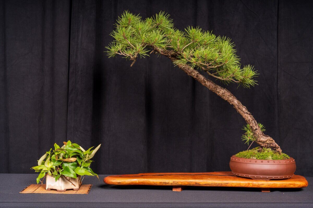 4th Annual Bonsai Weekend