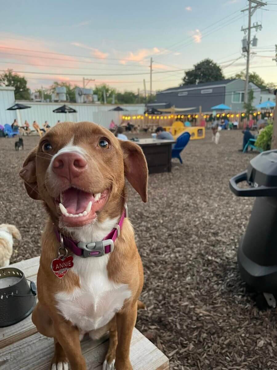 Louisville's Dog Park Bars + Dog-Friendly Patios! - 3 Brown dog with a pink collar and name tag sits on a wooden surface outdoors, smiling, with people and string lights in the background at one of Louisville’s Fido-friendly bars.