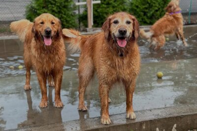 Three wet golden retrievers play in a shallow outdoor pool surrounded by tennis balls, enjoying a splash after a fun day at one of Louisville’s best dog-friendly bars.