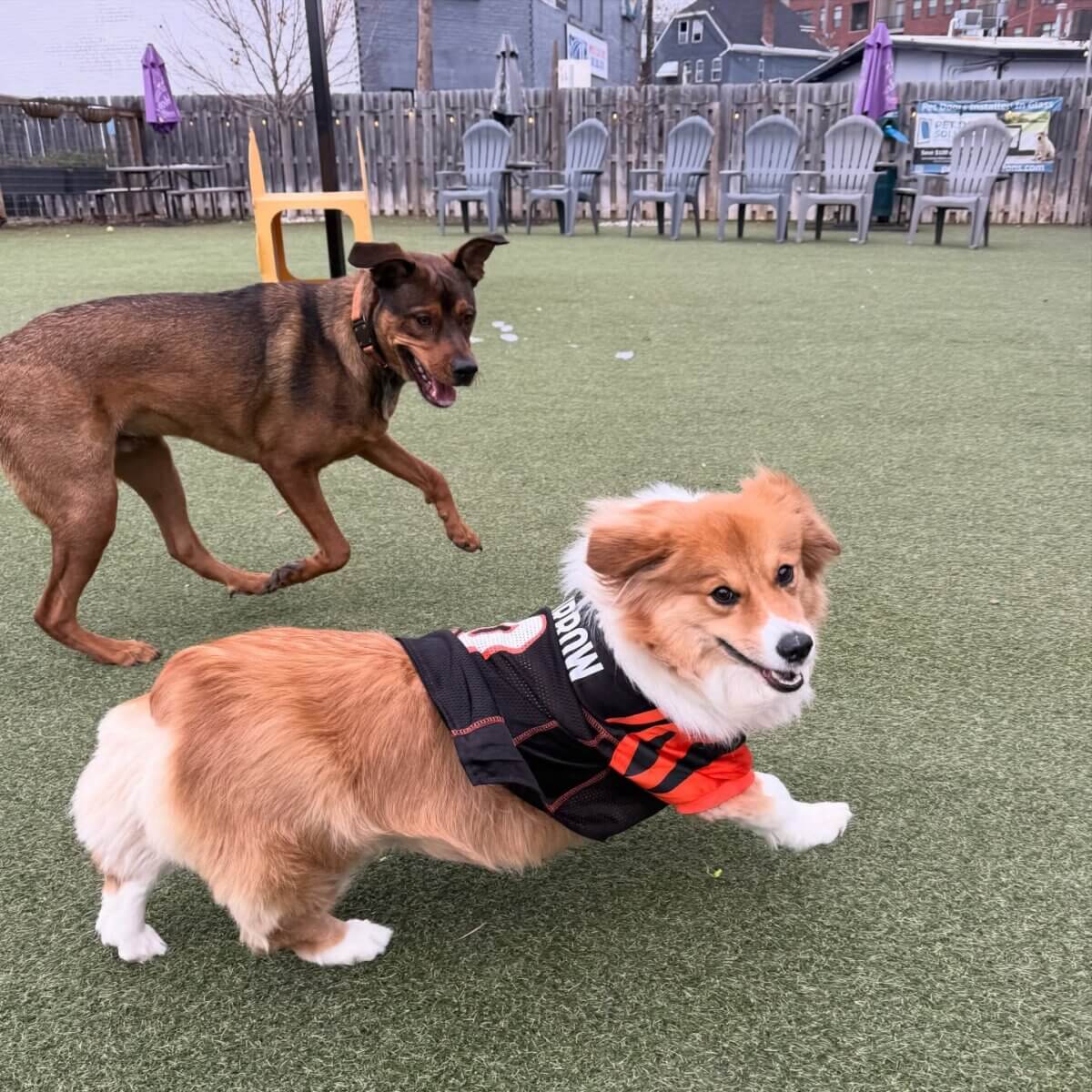 Louisville's Dog Park Bars + Dog-Friendly Patios! - 2 Two dogs are playing on artificial grass at one of Louisville’s dog park bars; the small pup sports a football jersey. Empty chairs and a wooden fence set the scene, perfect for Fido-friendly fun.