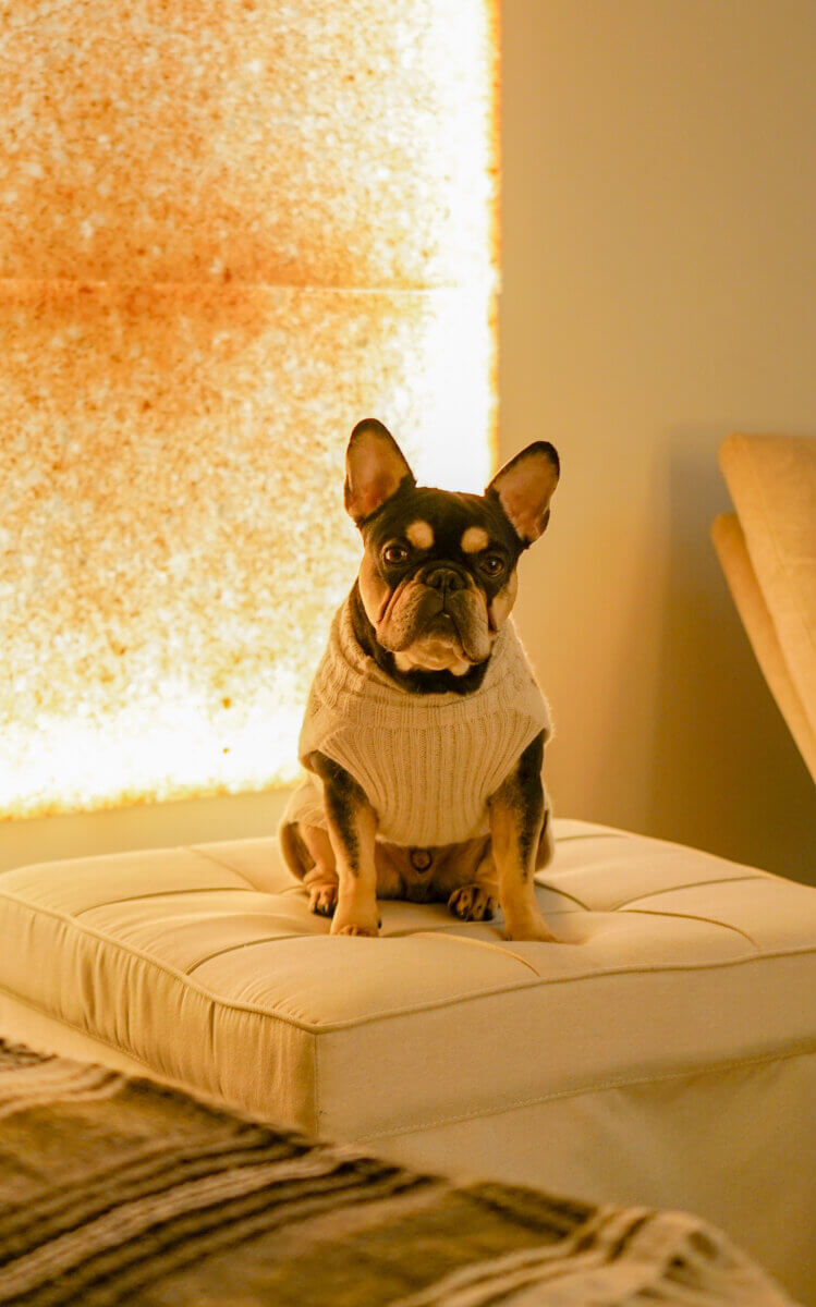 She's Bringing Ancient Wellness Traditions to Louisville - 6 A French Bulldog wearing a white knit sweater sits on a cream-colored ottoman in a warmly lit room.