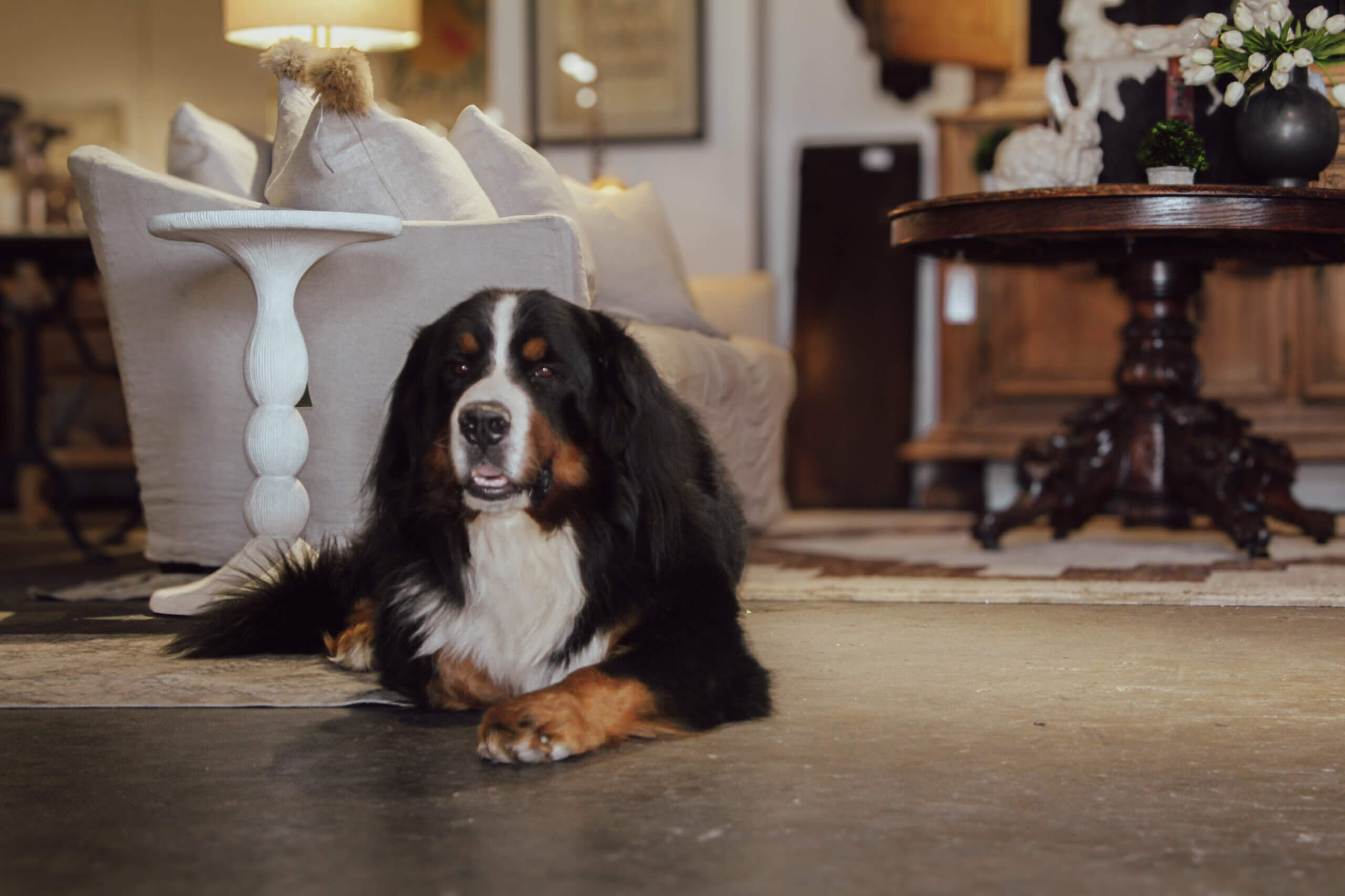A large Bernese Mountain Dog lies on the floor in a cozy living room with a couch, side table, and wooden dining table in the background.