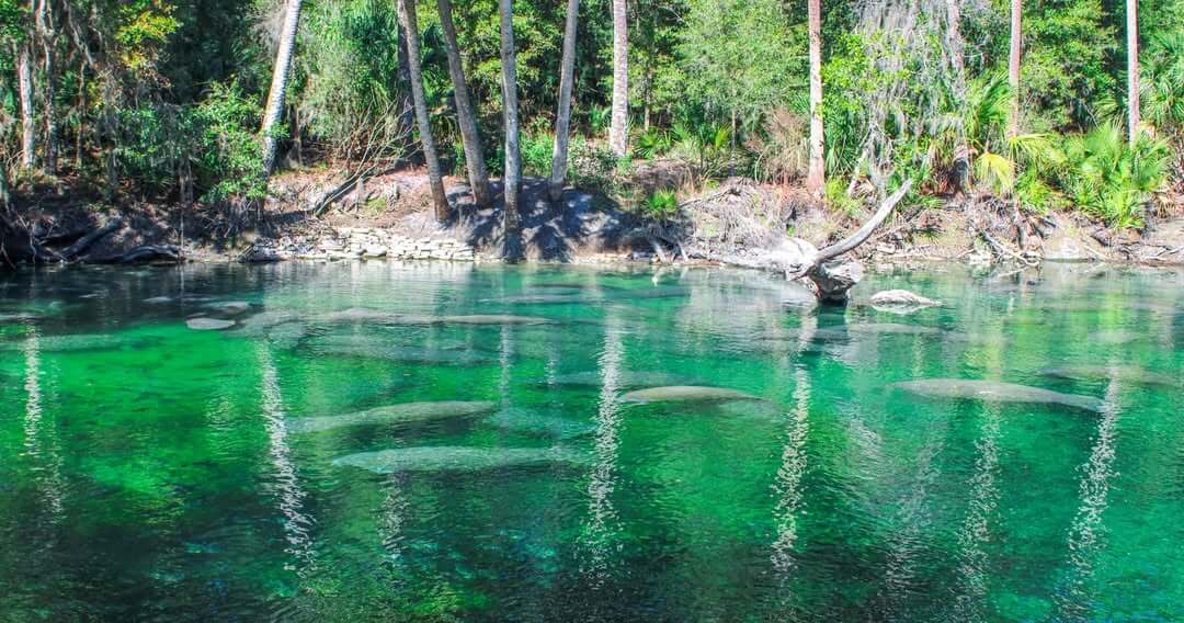 Epic Kayak Adventures in the South - 4 A group of manatees swim in clear, green water near a forested riverbank—a breathtaking sight for epic kayaking in Florida.