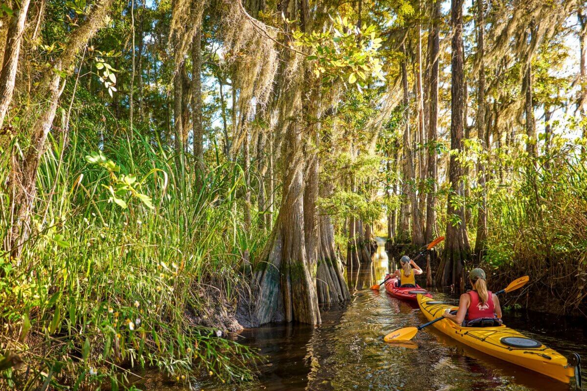 Epic Kayak Adventures in the South - 5 Embark on Epic Kayaking as two people paddle through a narrow waterway, surrounded by tall cypress trees and dense vegetation in a sunlit Southern State swamp.