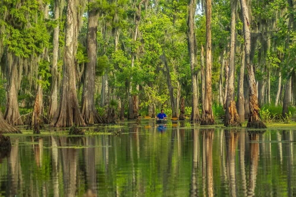 Epic Kayak Adventures in the South - 7 A person in a blue kayak paddles through a calm, tree-filled swamp in Louisiana, with tall cypress trees and green foliage reflected in the water.