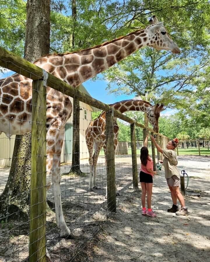 The Top Outdoor Adventures in South Carolina - 11 Two people feed giraffes over a wire fence at an outdoor enclosure on a sunny day, surrounded by trees and wooden structuresβa perfect scene for South Carolina outdoor adventures.