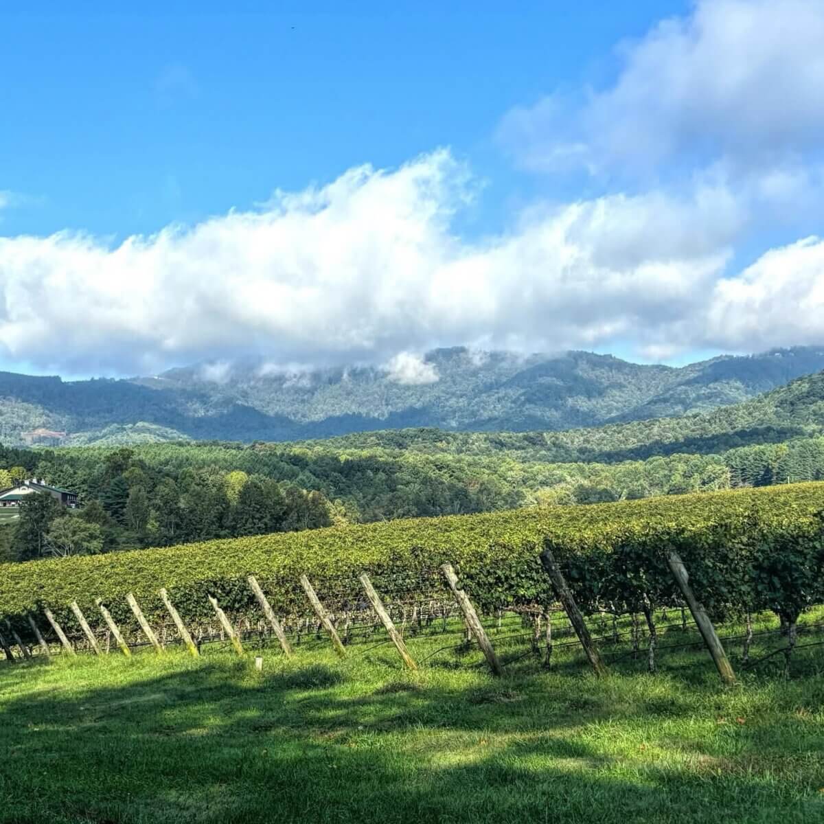 5 Fabulous Wine Weekends Around the South - 9 Vineyard rows on green grass with distant tree-covered hills and low-hanging clouds under a blue sky—perfect for wine weekends in top Southern wine destinations.