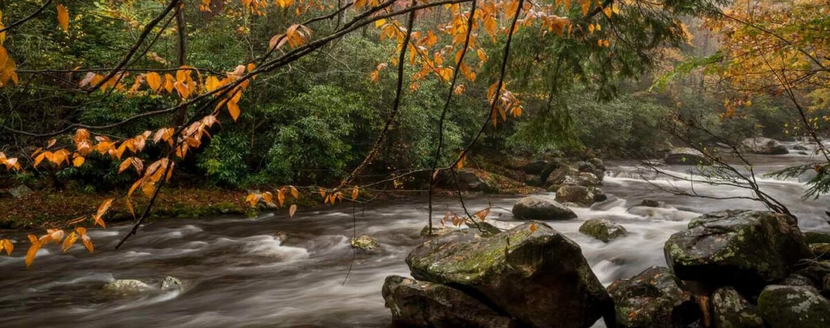 This Quiet Town is the Smokies' Best-Kept Secret - 6 A flowing river with rocks and overhanging tree branches decked in autumn leaves winds through dense greenery.