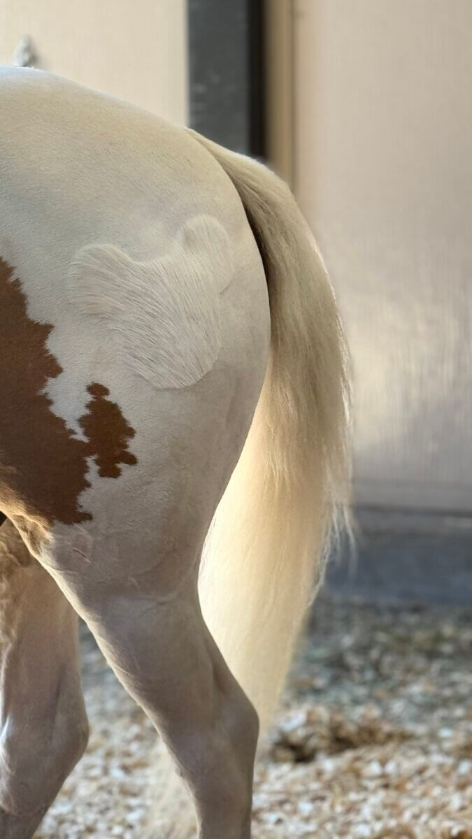 Meet the Happiest Horses on Earth: A Look at Disney's Tri-Circle-D Ranch - 5 The hindquarters of a horse with a light coat and brown spots, featuring a patch of fur shaved in the shape of a Mickey Mouse head, as seen at the Tri-Circle-D Ranch at Walt Disney World.