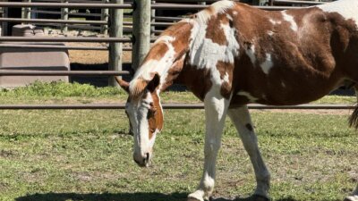 A brown and white horse with a spotted coat grazes on grass in a fenced outdoor area at the Tri-Circle-D Ranch, home to the famous Disney World stables.
