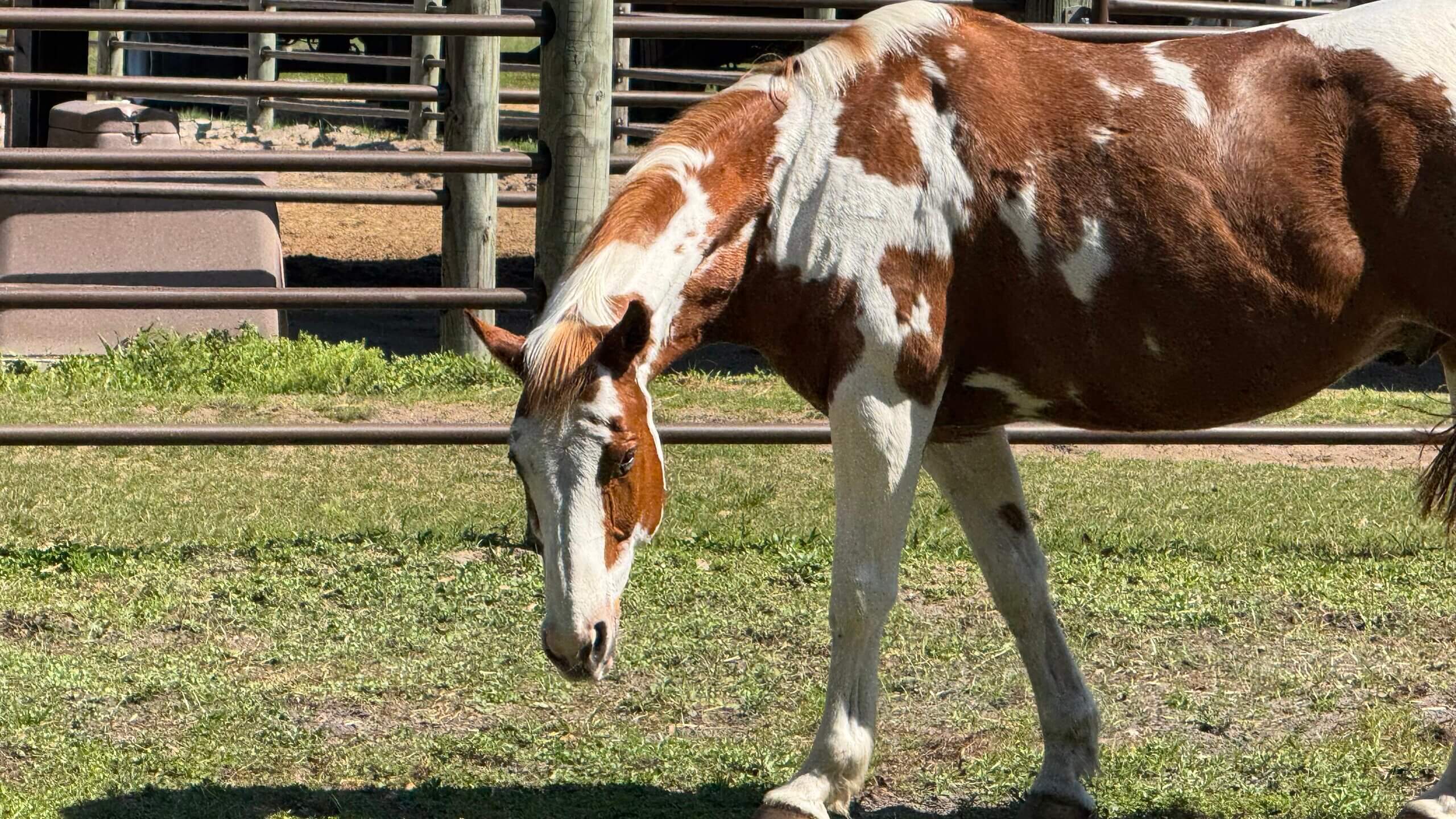 A brown and white horse with a spotted coat grazes on grass in a fenced outdoor area at the Tri-Circle-D Ranch, home to the famous Disney World stables.