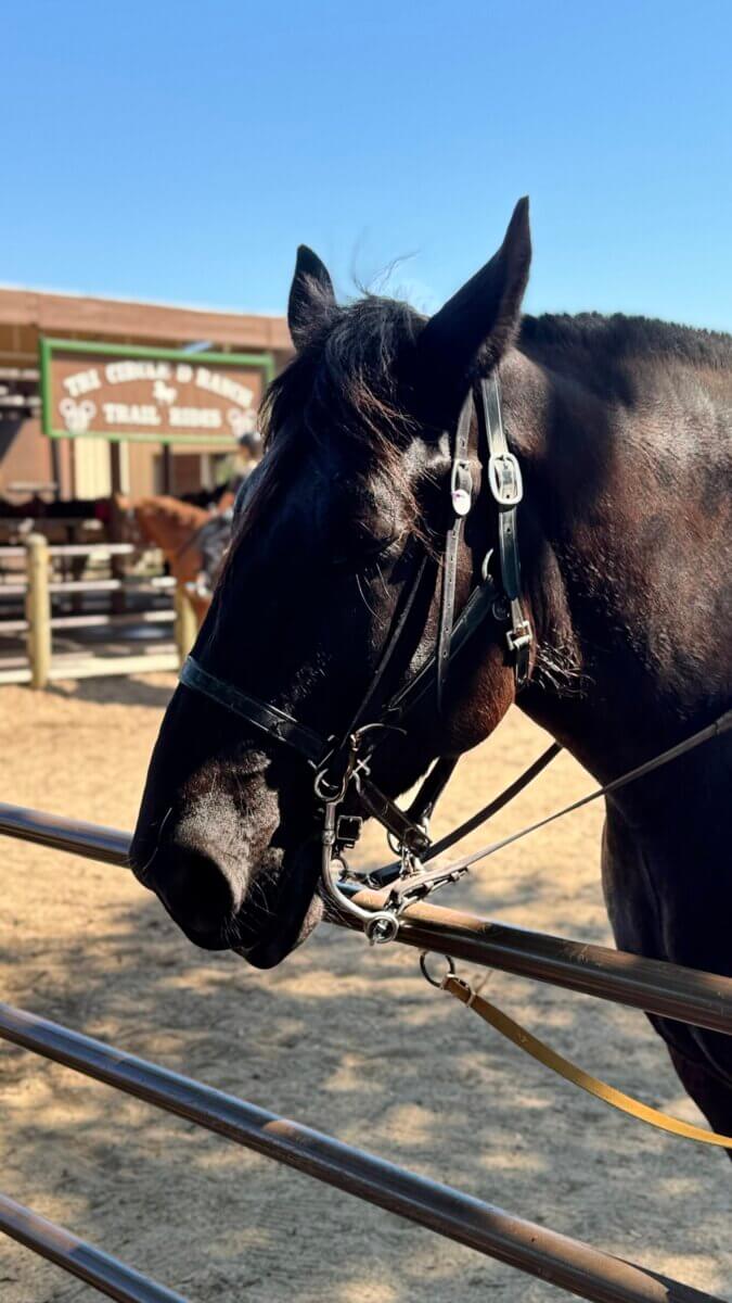 Meet the Happiest Horses on Earth: A Look at Disney's Tri-Circle-D Ranch - 3 A black horse with a bridle stands behind a metal fence in a sandy enclosure at the Tri-Circle-D Ranch, with a building labeled "Trail Rides" visible in the background.