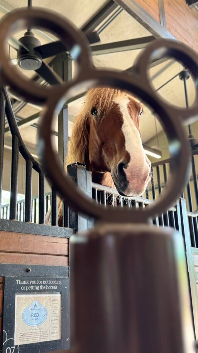 Meet the Happiest Horses on Earth: A Look at Disney's Tri-Circle-D Ranch - 4 A horse stands in a stable at Tri-Circle-D Ranch, framed by a ring shaped like Mickey Mouse ears in the foreground; a sign below reminds Walt Disney World visitors not to feed or pet the horses.