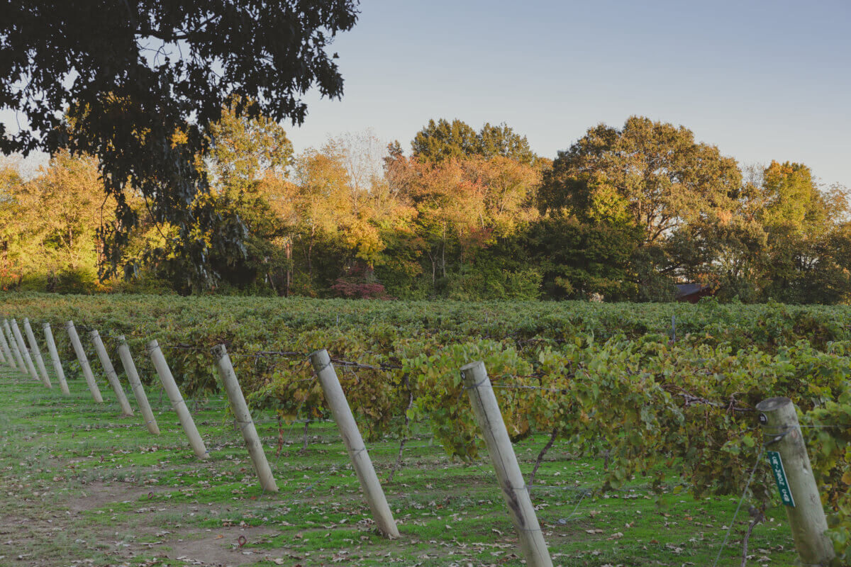 Need a Change of Scenery? Try These Summer Weekend Trips From Nashville - 5 A vineyard in Tennessee.