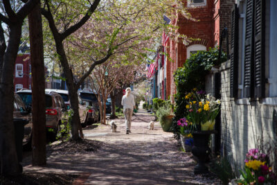 A person enjoys a weekend walk with two small dogs along a tree-lined sidewalk with blooming flowers and American flags in Old Town Alexandria, VA, on a sunny day.