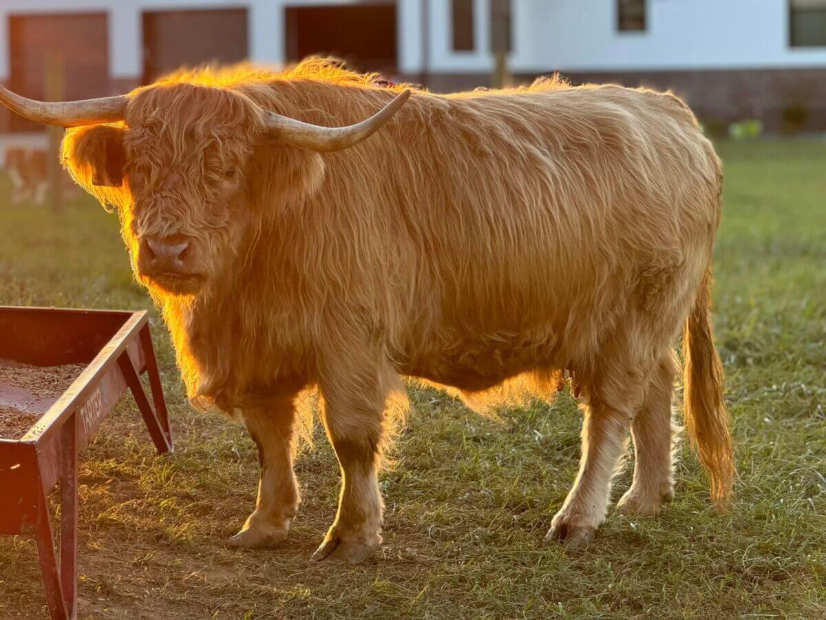 A fluffy Highland cow with long horns and shaggy reddish-brown fur stands beside a metal trough in a grassy area near a white building, evoking the charm of Kentucky’s Highland Trail.