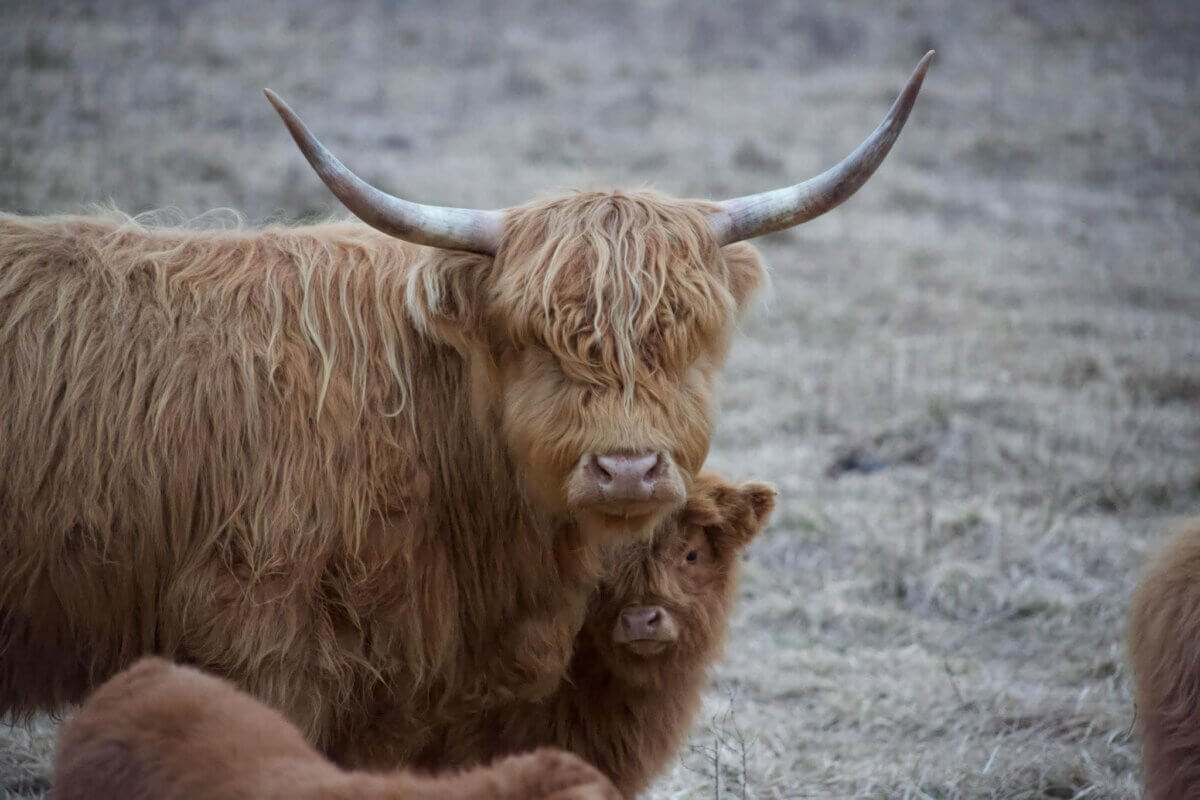 A Highland cow with long shaggy hair stands beside its calf in a grassy field along the Highland Trail, showcasing the charm of fluffy cows in Kentucky.