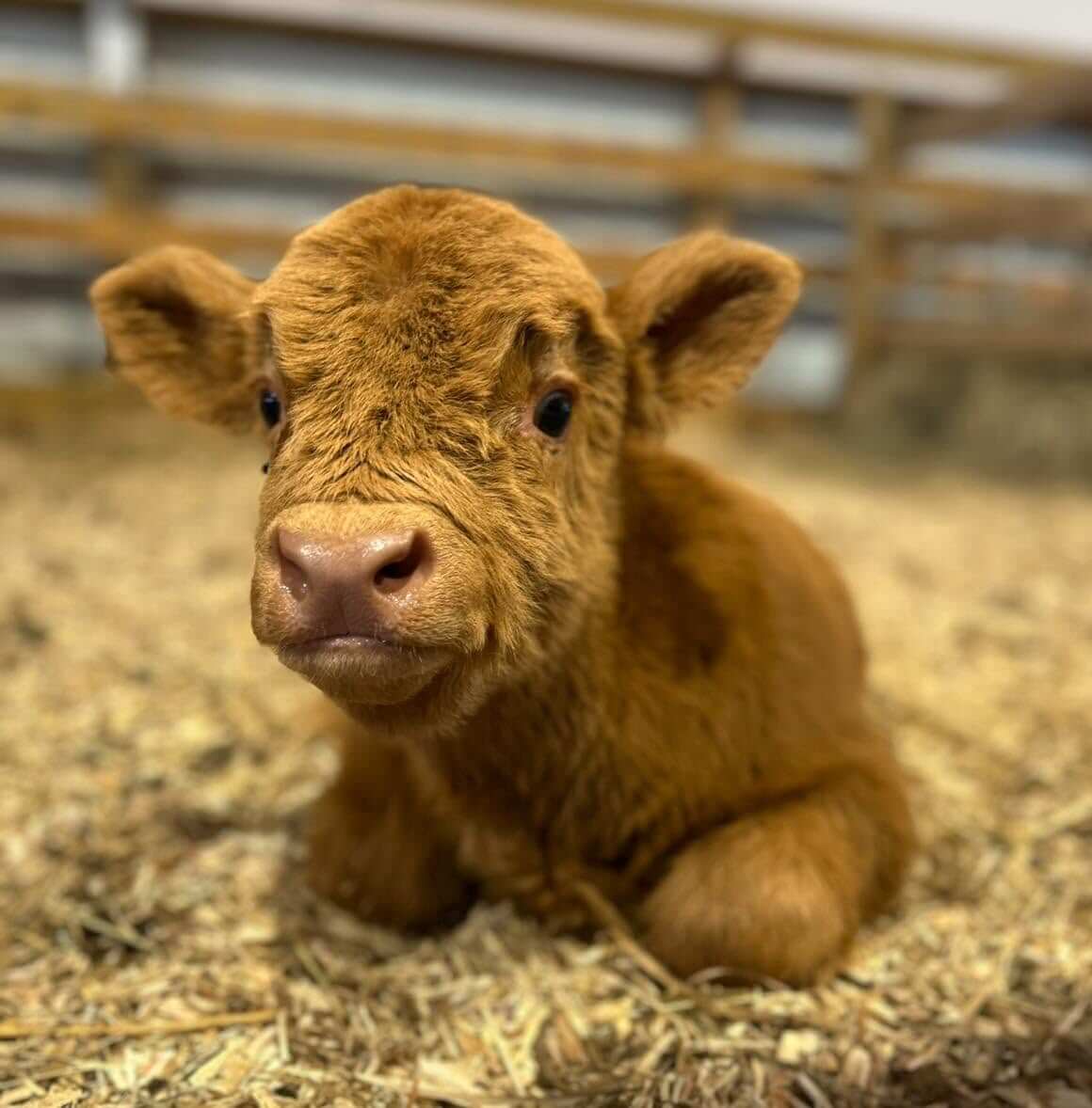 A young brown calf lies on a bed of straw inside a fenced enclosure, resembling the fluffy cows often seen along the Highland Trail.