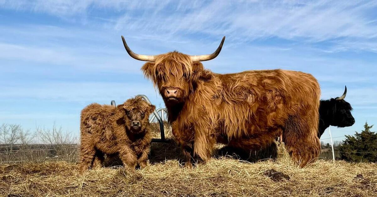 A Highland cow and its calf, among the fluffiest cows, stand on straw in an outdoor field under a blue, partly cloudy sky—Kentucky cows at their finest. Another cow is partially visible on the right.