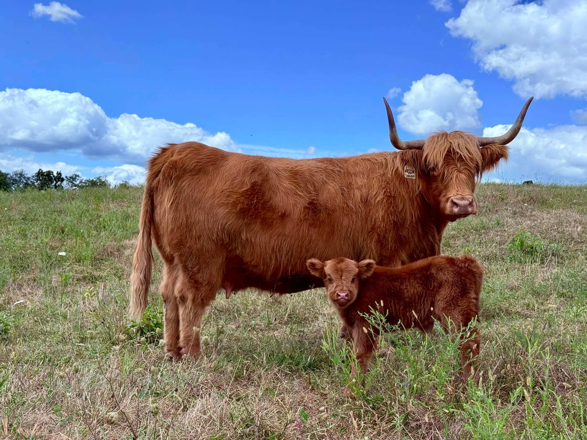 A fluffy cow with long horns stands next to its calf in a grassy field under a blue sky with scattered clouds.