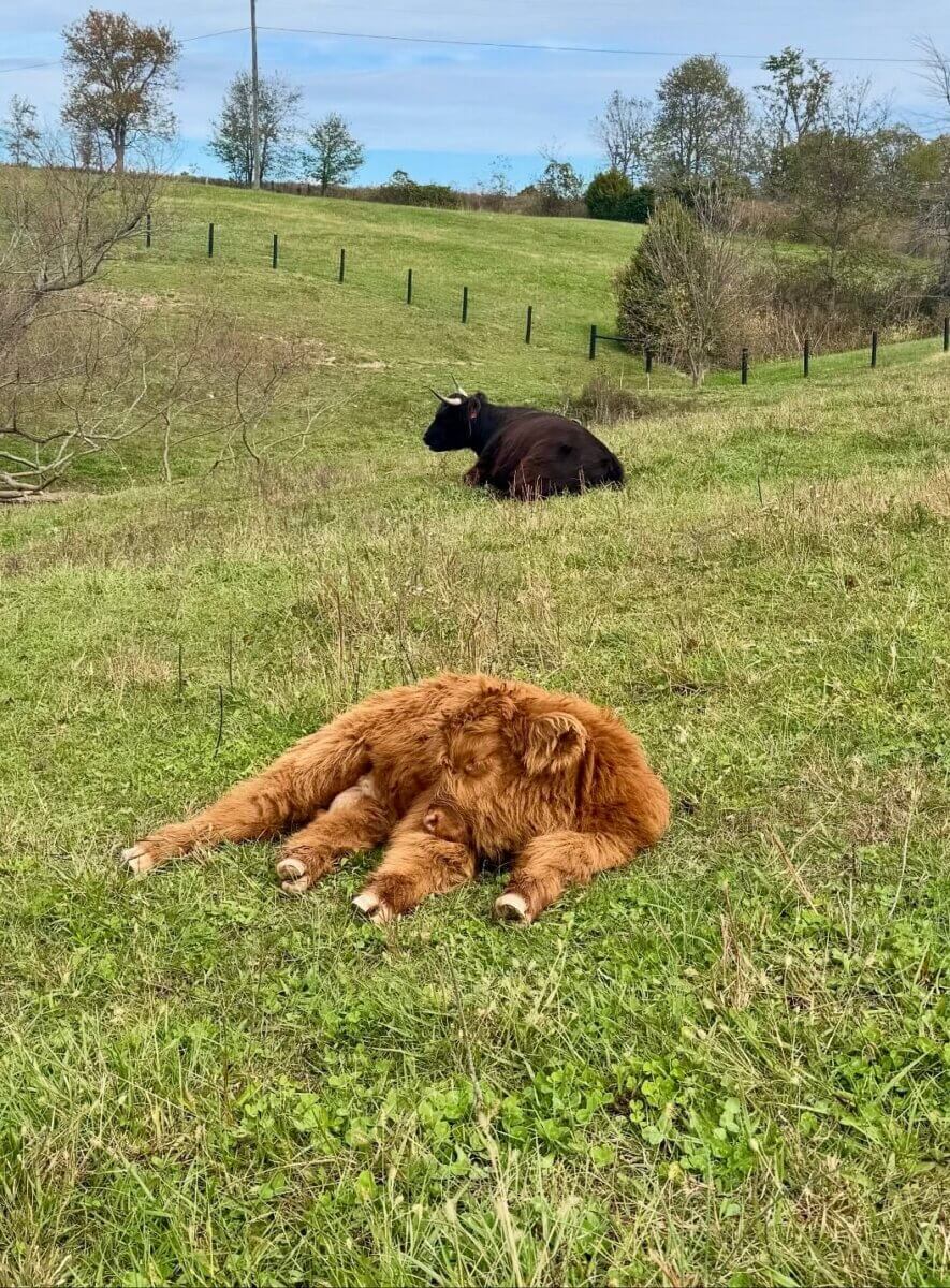 A brown Highland calf lies in the grass in the foreground while a black Kentucky cow rests on a grassy hill in the background. Trees and a fence line the field, evoking scenes from the Highland Trail.