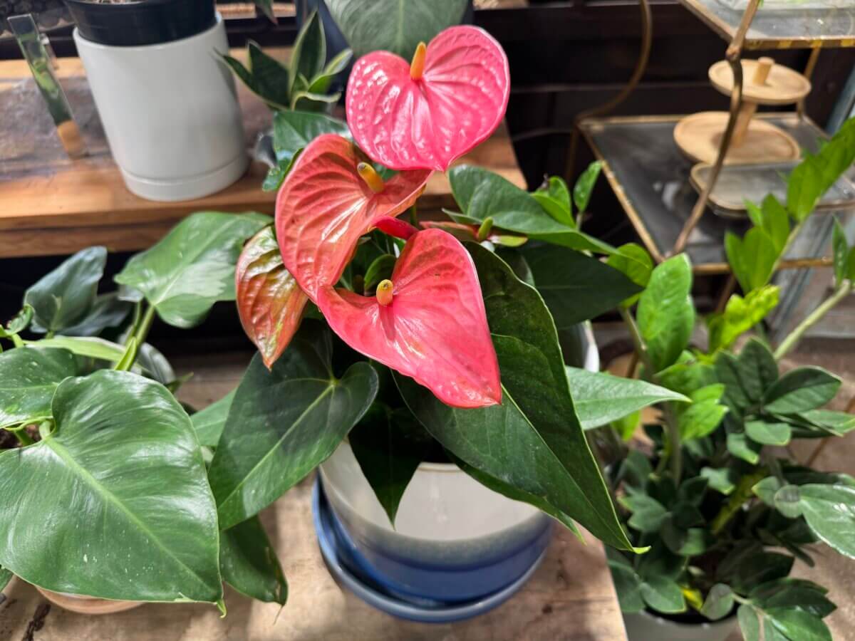 16 Louisville FINDS for June: Summer Style, Tabletop Charm & Little Luxuries - 15 A potted anthurium plant with glossy green leaves and bright pink, heart-shaped flowers adds a touch of everyday luxuries to your Louisville home, perfect for freshening up your summer picks on any wooden surface.