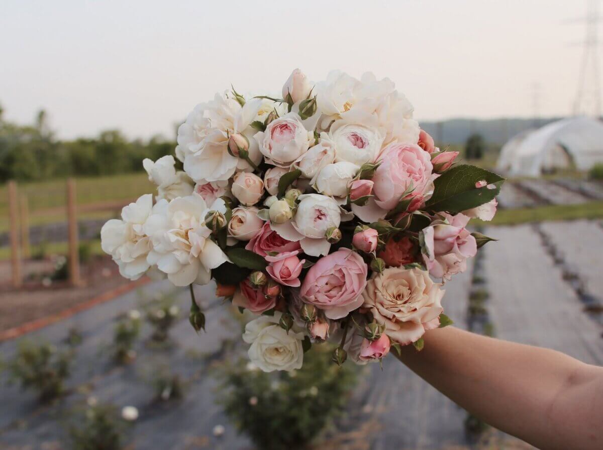 Your Guide to U-Pick Flower Farms Around Louisville - 5 A hand holds a bouquet of white and pink roses in an outdoor garden with rows of plants and greenhouses in the background.