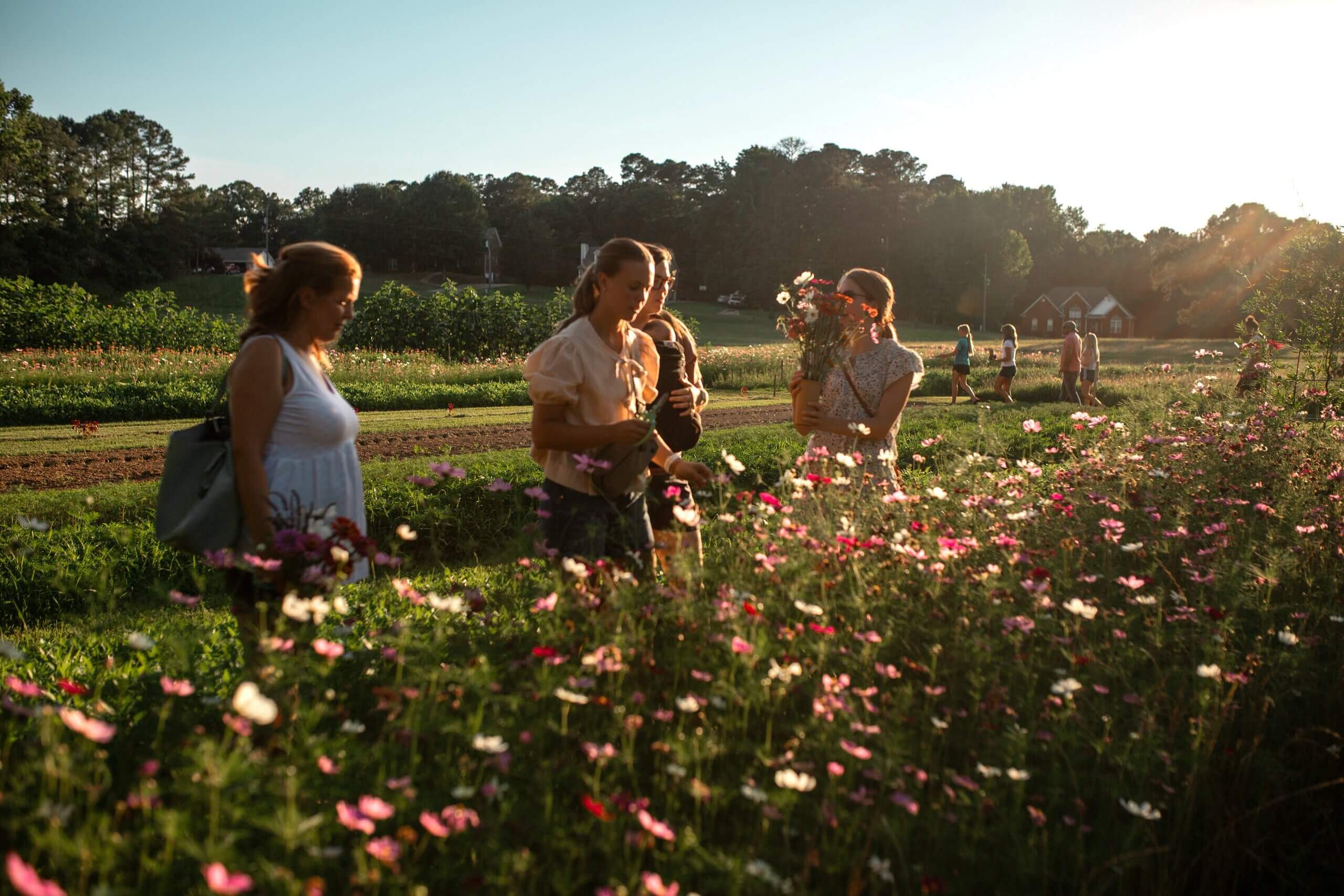 A group of people walk through a sunlit field of wildflowers at a U-Pick Flower Farm, some carrying bouquets, with trees and a house visible in the background near Birmingham.
