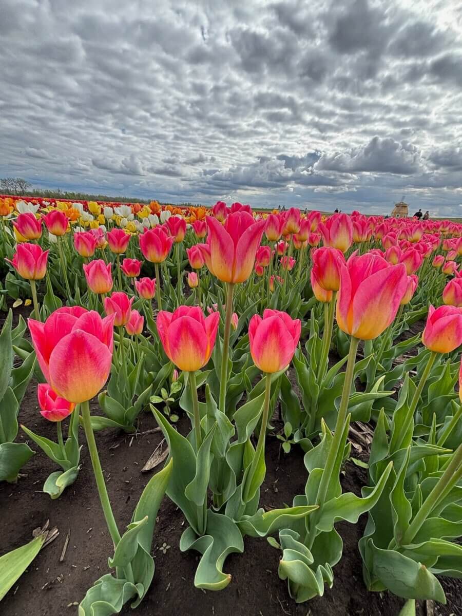 5 U-Pick Flower Farms Near Birmingham - 6 Rows of pink tulips in bloom stretch across a field under a cloudy sky at one of Birminghamβs renowned U-Pick Flower Farms, with hints of yellow and orange tulips in the background.
