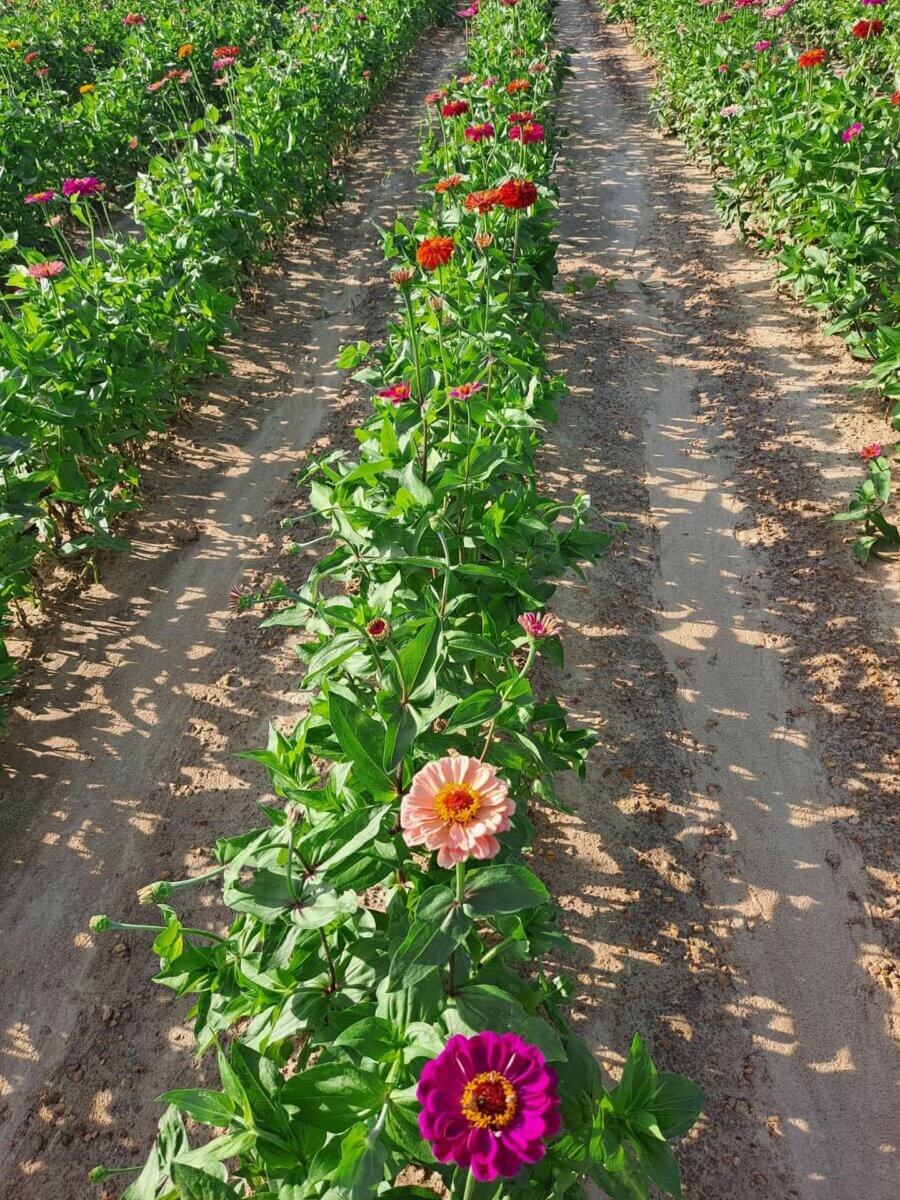5 U-Pick Flower Farms Near Birmingham - 4 Rows of blooming zinnias in various colors grow alongside dirt paths at U-Pick Flower Farms near Birmingham, creating a sunny outdoor garden perfect for flower lovers.