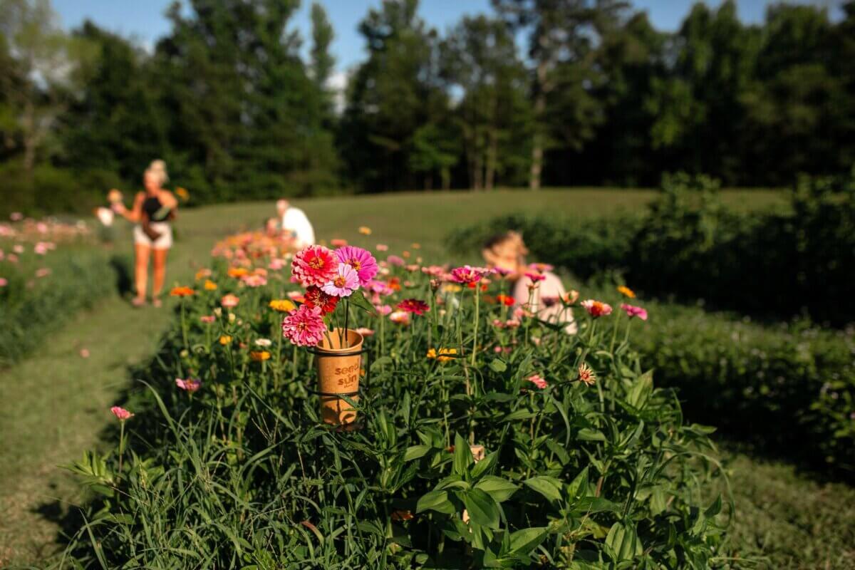5 U-Pick Flower Farms Near Birmingham - 3 A close-up of pink flowers at U-Pick Flower Farms near Birmingham, with people picking blooms in the background on a sunny day.