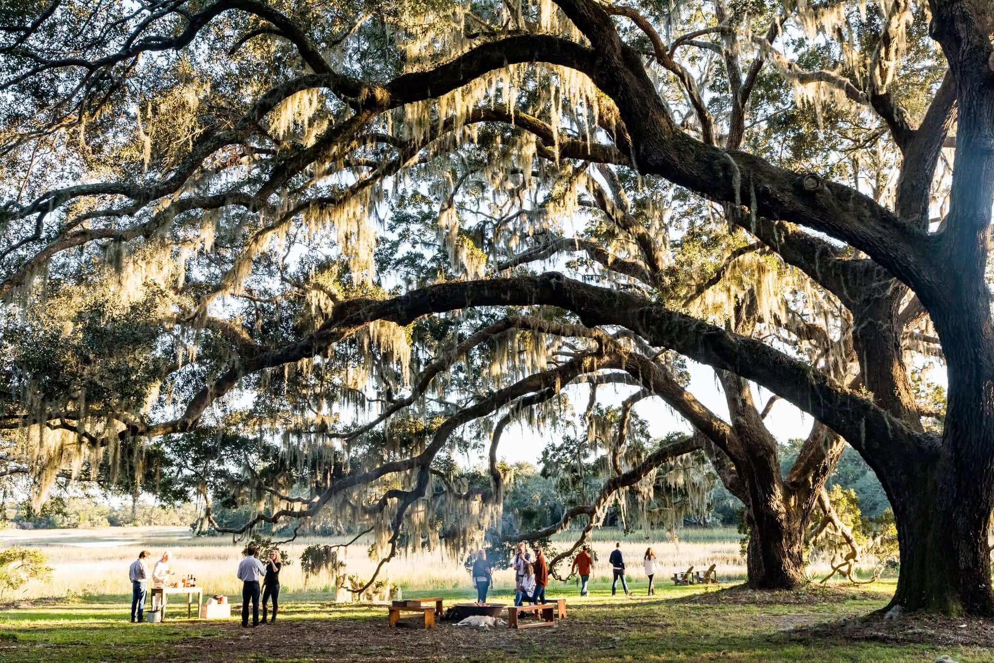 People stand and walk near benches under a large tree with sprawling branches and hanging moss in a sunlit outdoor setting, capturing the relaxed charm that Southern families often enjoy at family-friendly resorts.