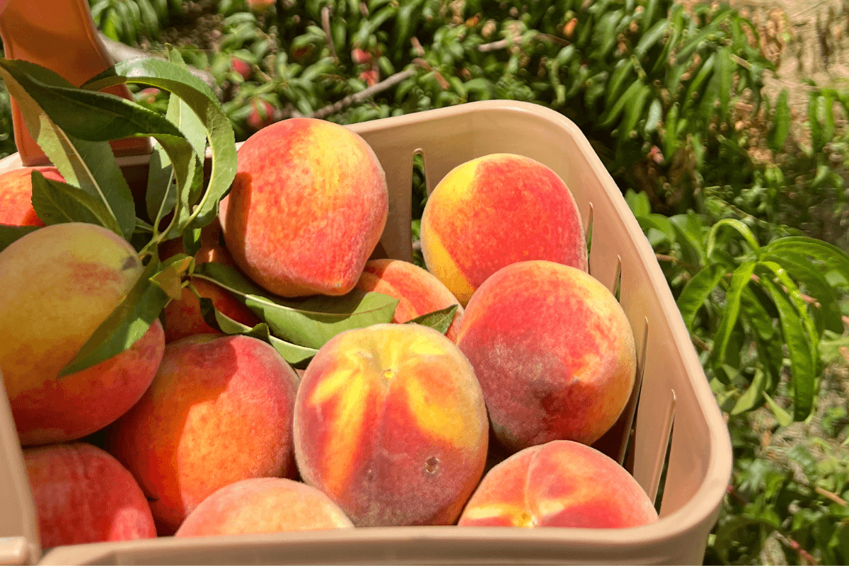 A basket filled with ripe peaches, some with green leaves still attached, held above a peach orchard.
