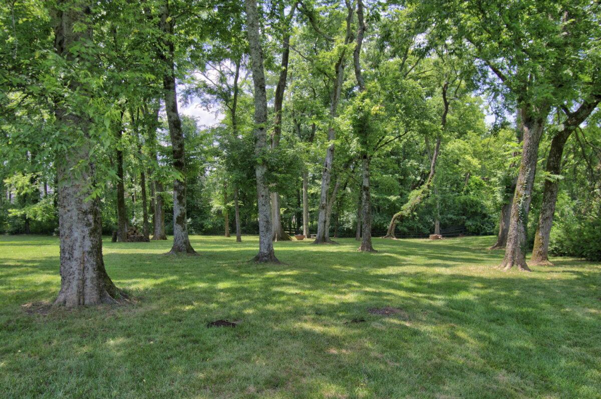 Just Listed! This Renovated Brentwood Home Has a Private Primary Wing, 4 Fireplaces & a Park-Like Backyard - 20 A grassy, park-like backyard area with tall trees spaced apart, casting shade on the ground. Bright daylight and a clear, green landscape are visible, complementing this beautifully renovated Brentwood home.