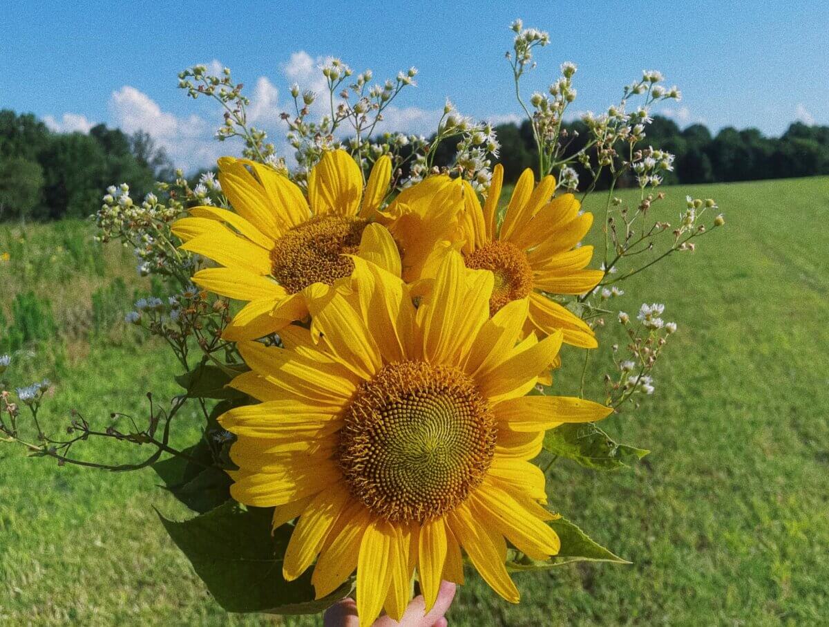 12 Beautiful U-Pick Flower Farms Near Nashville - 2 A hand holds a bouquet of three sunflowers and small white flowers, freshly gathered from U-Pick flower farms, against a grassy field and blue sky background.