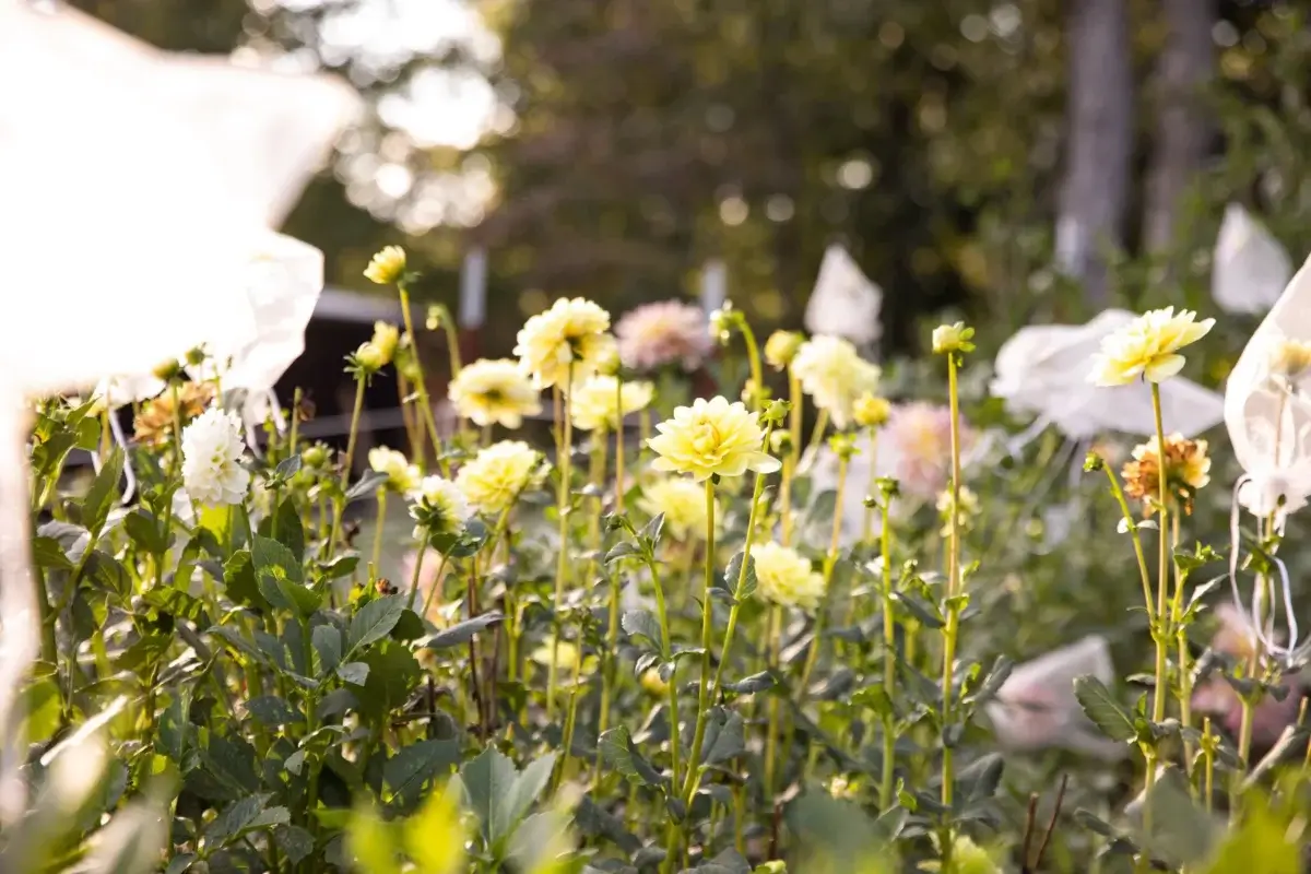 12 Beautiful U-Pick Flower Farms Near Nashville - 3 Yellow flowers bloom among green foliage in an outdoor garden at U-Pick Flower Farms, with white protective covers visible in the background.