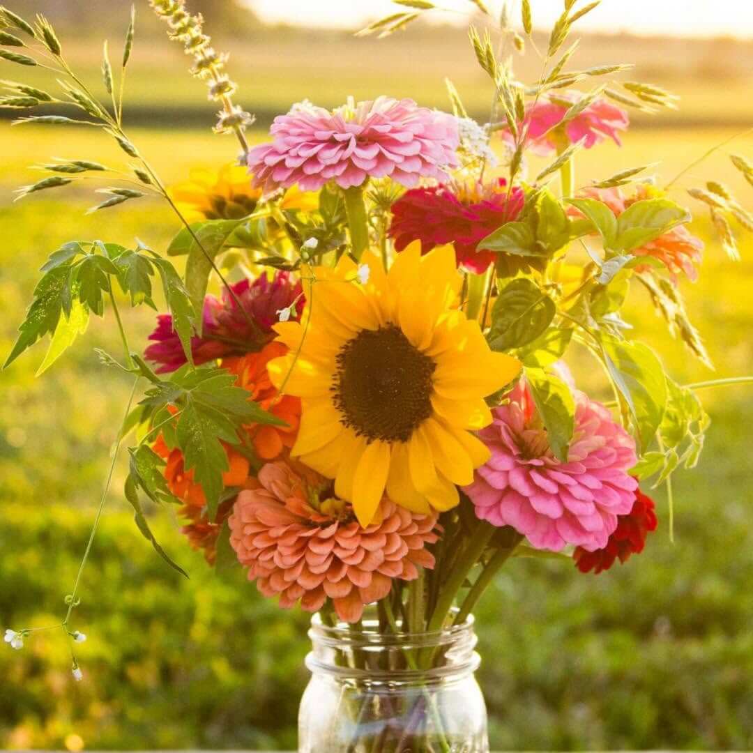 12 Beautiful U-Pick Flower Farms Near Nashville - 7 A glass jar filled with a bouquet of sunflowers and zinnias in various colors, set outdoors with sunlight in the background — freshly picked at U-Pick Flower Farms.