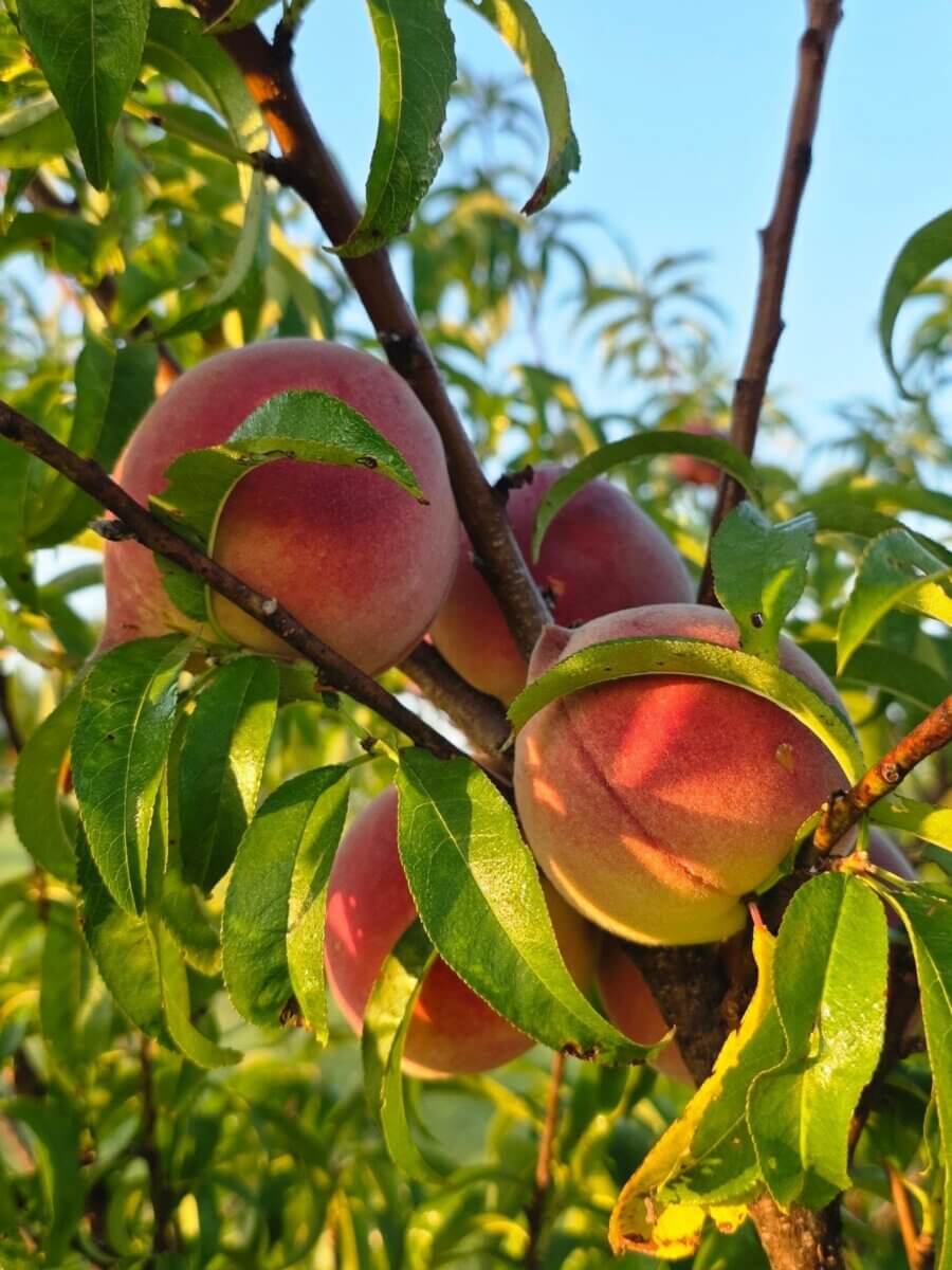 12 Beautiful U-Pick Flower Farms Near Nashville - 6 Several ripe peaches hang from a tree branch surrounded by green leaves, illuminated by sunlight—a charming scene often found at U-Pick Flower Farms.
