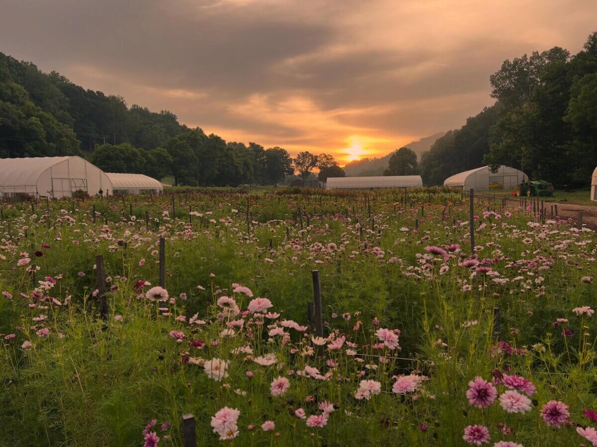 12 Beautiful U-Pick Flower Farms Near Nashville - 10 A field of pink and white flowers at sunset, surrounded by trees and hills, with several greenhouses in the background—perfect for flower picking at one of the local flower farms.
