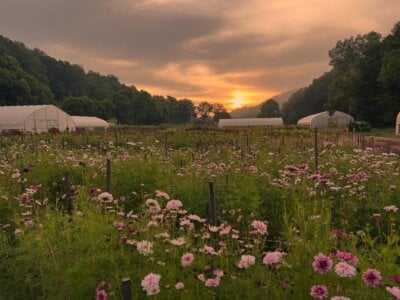 A field of pink and white flowers at sunset, surrounded by trees and hills, with several greenhouses in the background—perfect for flower picking at one of the local flower farms.