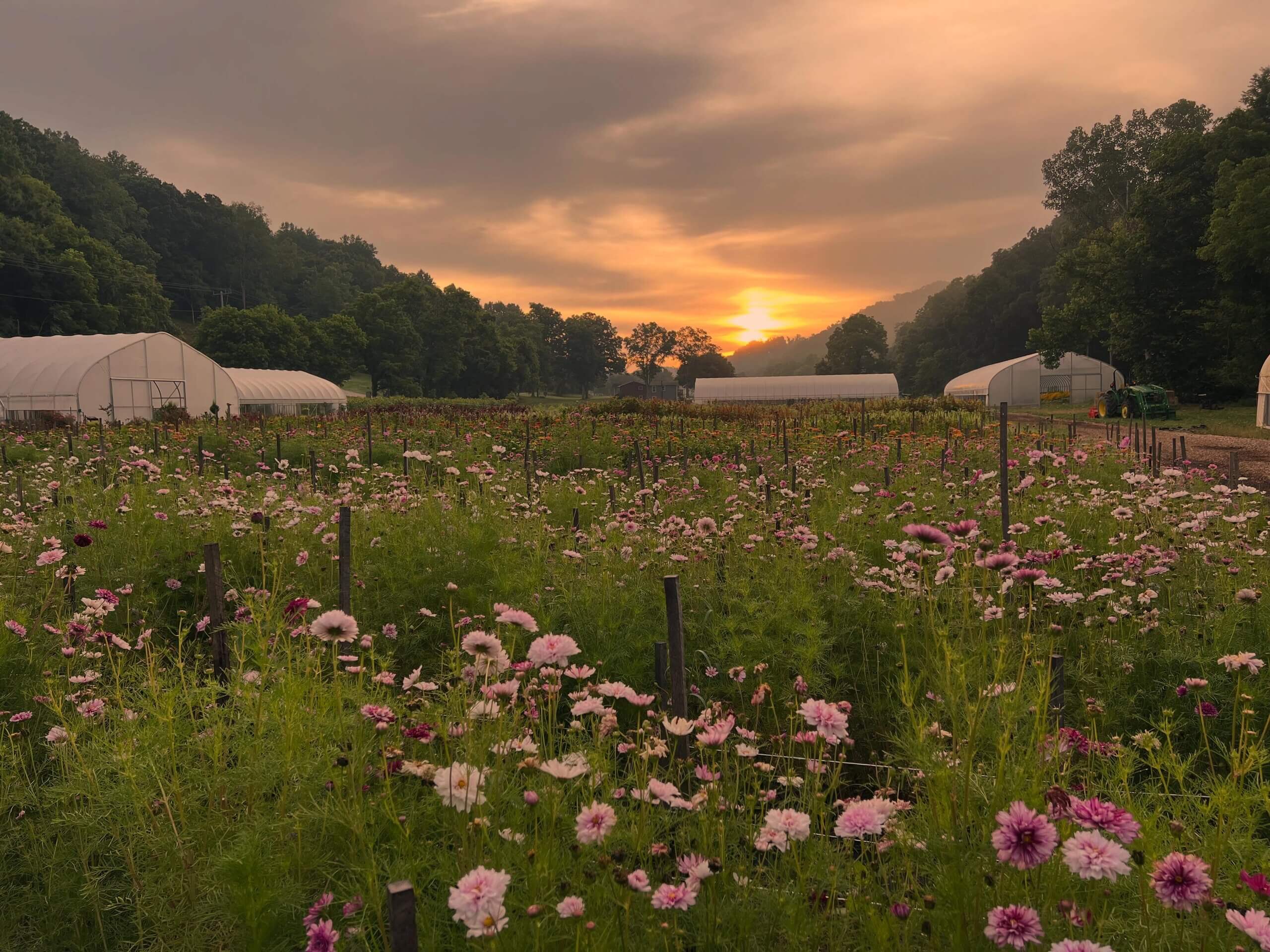 A field of pink and white flowers at sunset, surrounded by trees and hills, with several greenhouses in the background—perfect for flower picking at one of the local flower farms.