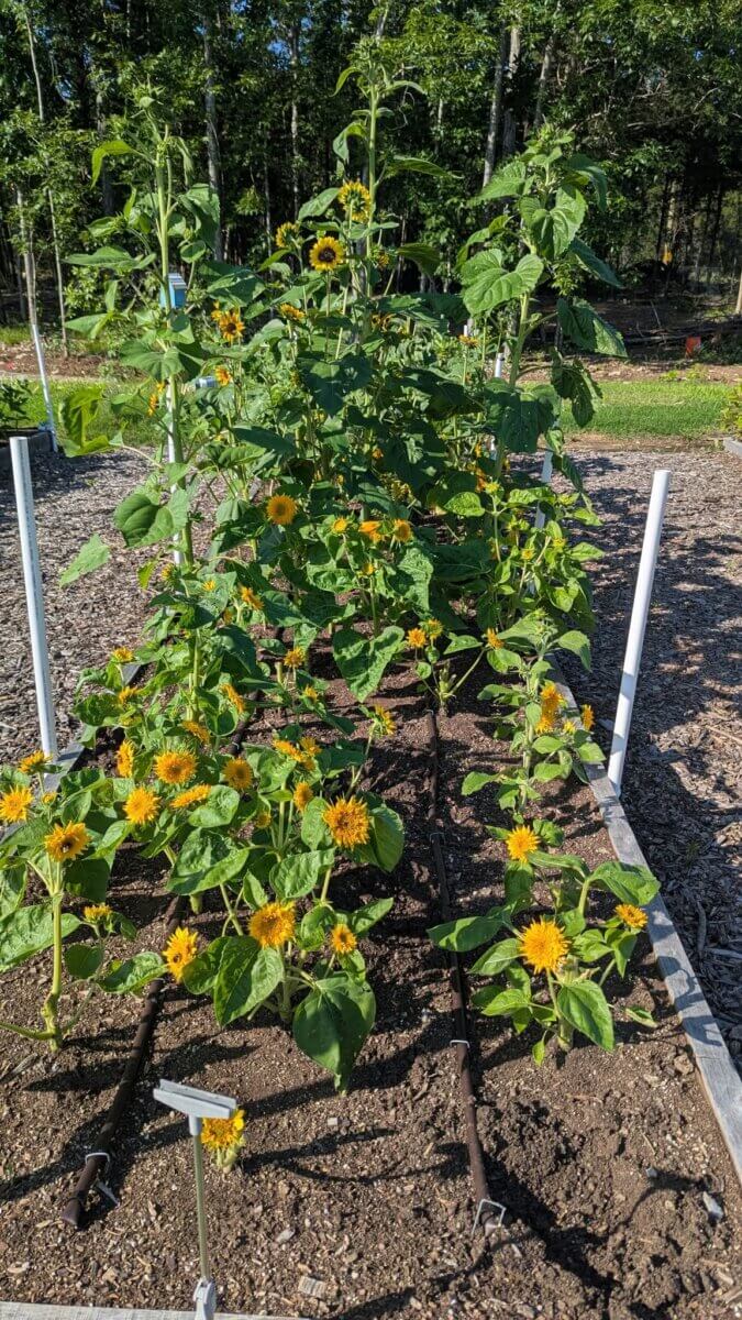 12 Beautiful U-Pick Flower Farms Near Nashville - 11 A raised garden bed at a U-Pick Flower Farm showcases blooming sunflowers, drip irrigation lines, and white support pipes, set outdoors with trees in the background.