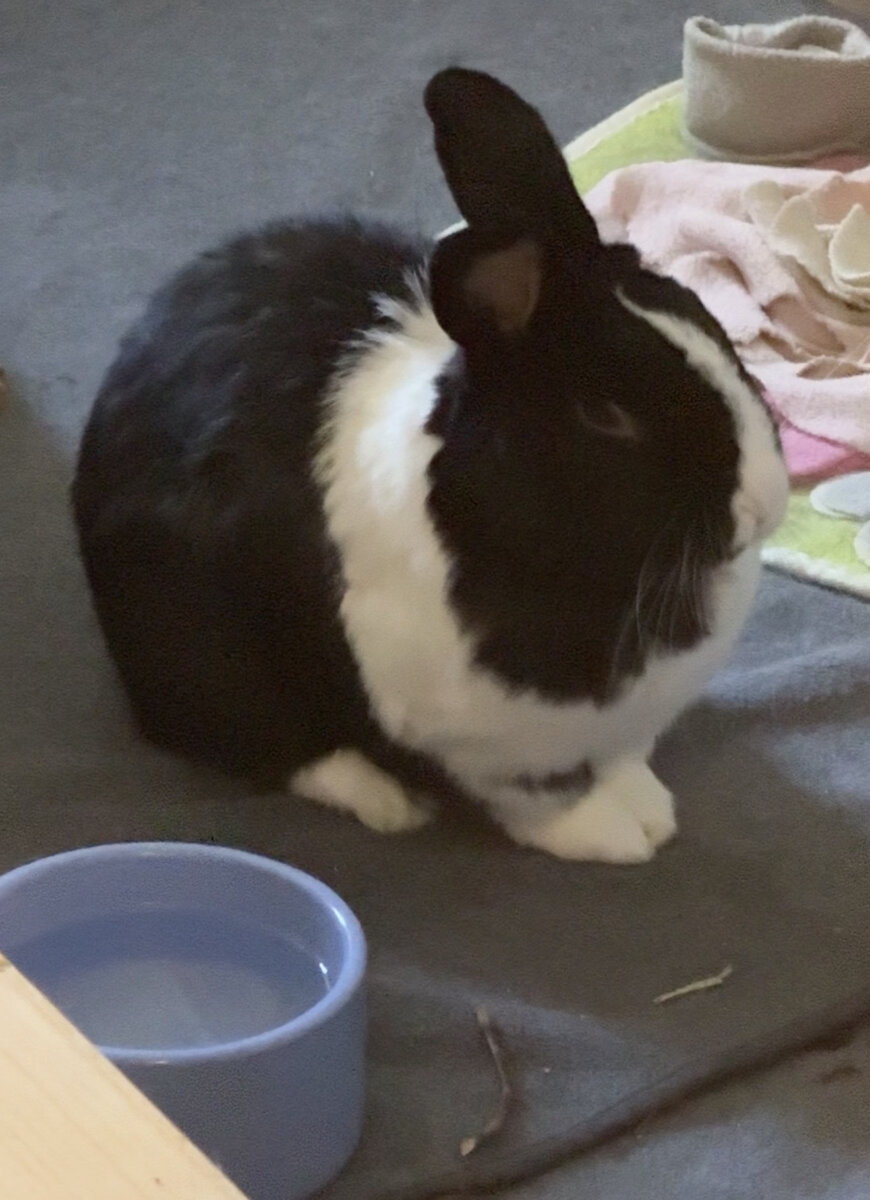 Meet the Memphis Designer Behind the Eerie World of "Obsession" - 8 A black and white rabbit, with a quiet obsession for comfort, sits on a carpet near a light blue water bowl and some towels.