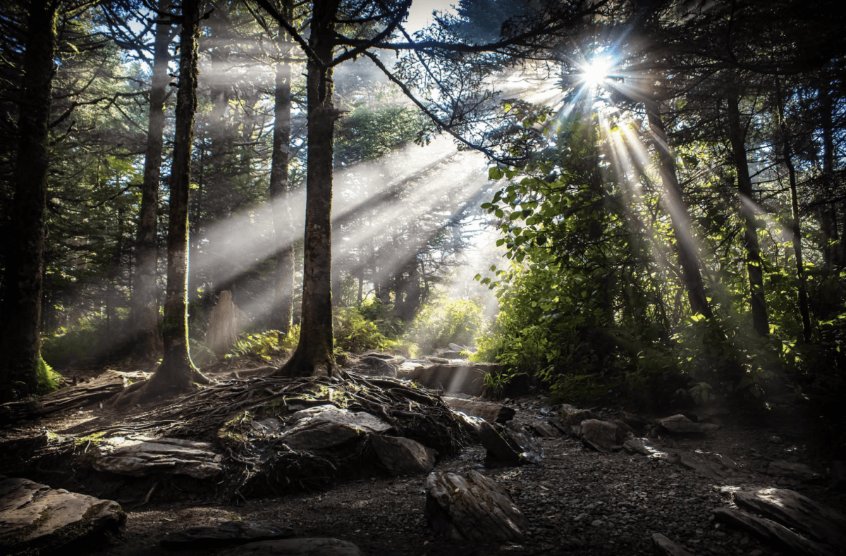 8 Easy Cool-Weather Escapes in the South & Beyond - 7 Sunlight streams through tall trees in a forest, casting bright rays onto the ground covered with rocks and rootsβa perfect scene for cool-weather escapes and easy getaways in South travel.