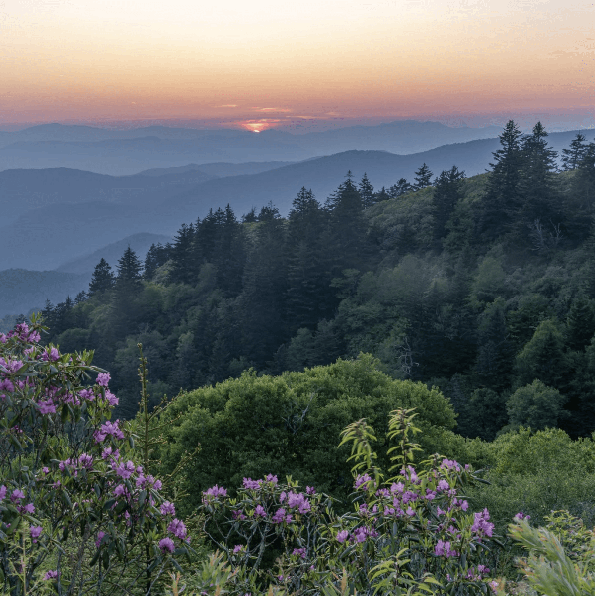 8 Easy Cool-Weather Escapes in the South & Beyond - 2 Sunset over layered mountain ridges in the South, with dense green forest and blooming pink rhododendrons in the foregroundβa perfect scene for cool-weather escapes.